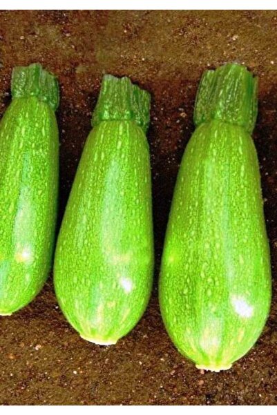 AGRODAL TARIM Ata Tohumu Yerli Dolmalık Ampul Kabak Kumsal 20 Adet Doğal Tohum