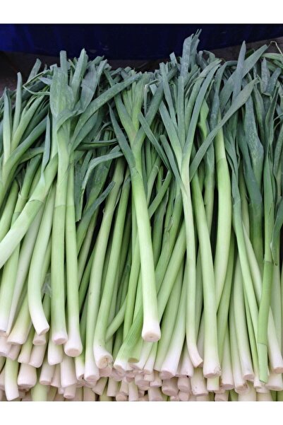 ALPAGRO MONDE Hobi Paket Yerli Doğal Pırasa Tohumu Uzunbilek 23 Ad. Tohum