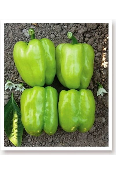 AGRODAL TARIM Ata Tohumu Doğal Tatlı Kandil Dolma Biberi Dolmalık Biber 1000 ...