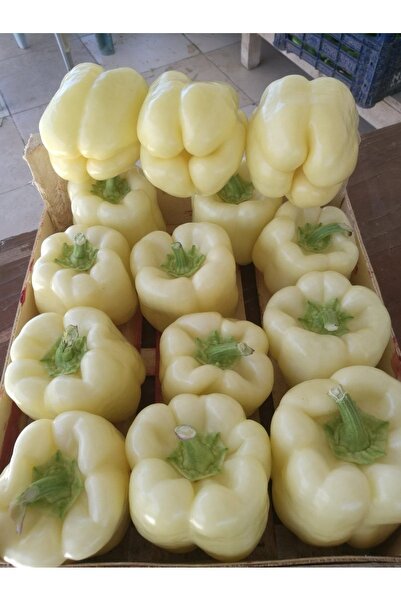 AGRODAL TARIM Ata Tohumu Yerli Doğal Beyaz Tatlı Dolma Biberi Tohumu 100 Ad. ...