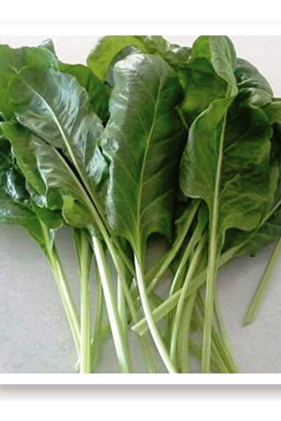 AGRODAL TARIM Ata Tohumu Yerli Doğal Yaprak Pazı Sarma 100 Adet Tohum