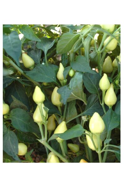 AGRODAL TARIM Ata Tohumu Yerli Acı Turşuluk Doğal Badem Biberi 100 Adet Tohum