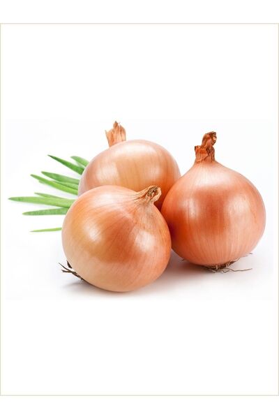 AGRODAL TARIM Ata Tohumu Yerli Doğal Sarı Soğan Canpolat Banko Tipi 100 Ad. S...