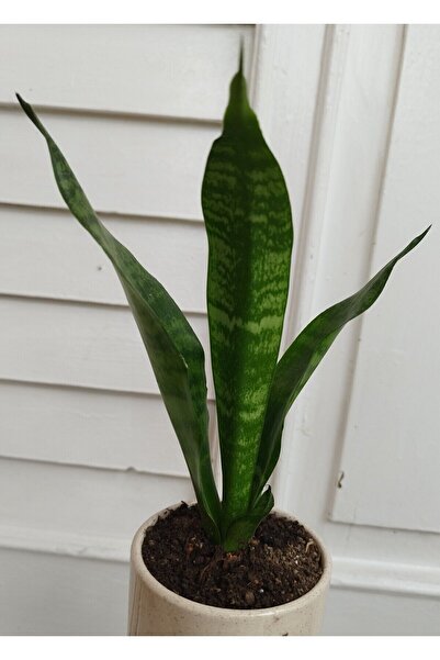 ATABEY ÇİÇEK Yeşil Yapraklı Bodur Sansevieria Çiçeği (KILIÇ ÇİÇEĞİ) Saksıda