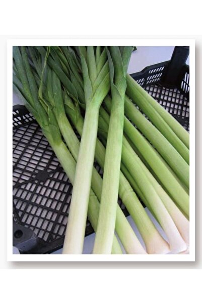 AGRODAL TARIM Ata Tohumu Yerli Doğal Pırasa Inegöl 1000 Adet Tohum