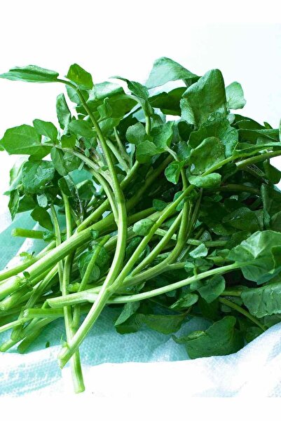 AGRODAL TARIM Ata Tohumu Yerli Doğal Yeşillik Geniş Tere 1000 Ad. Sebze Tohumu