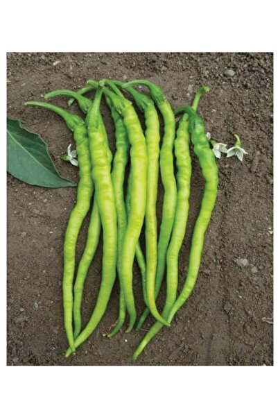 AGRODAL TARIM Ata Tohumu Yerli Doğal Sivri Biber Acı Kıl 100 Adet Tohum