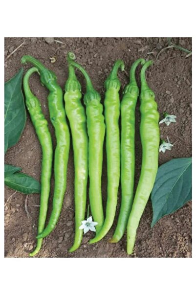 AGRODAL TARIM Ata Tohumu Doğal Tatlı Sivri Çetinel Biber 100 Adet Yerli Tohum