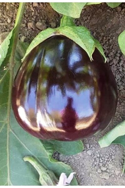 AGRODAL TARIM Ata Tohumu Yöresel Yerli Doğal Topak Patlıcan Tohumu 1000 Adet ...