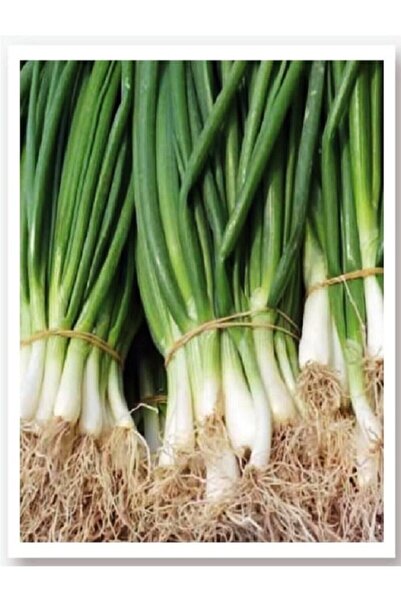 ALPAGRO MONDE Hobi Paket Yerli Doğal Taze Yeşil Soğan Bostan Tohumu 165 Adet ...