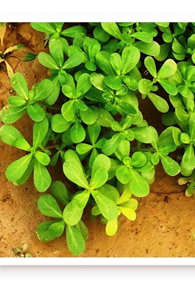 AGRODAL TARIM Ata Tohumu Yerli Doğal Yeşil Semizotu 2000 Adet Sebze Tohumu