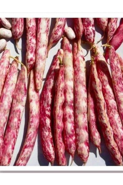 AGRODAL TARIM Yerli Sırık Barbunla Berra 50 Adet Tohum