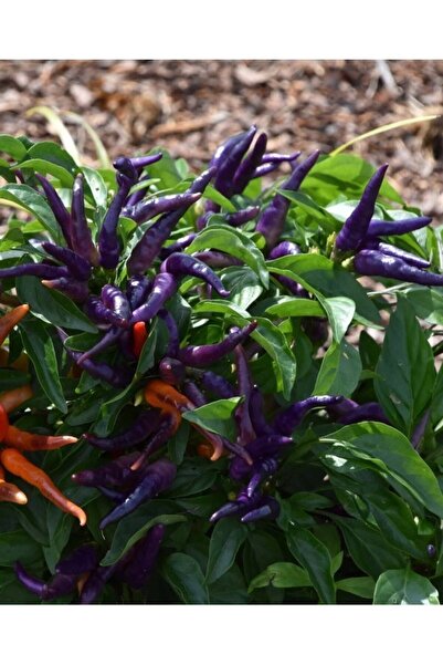 ALPAGRO MONDE Hobi Paket Yerli Doğal Acı Mor Cin Biberi 23 Adet Tohum