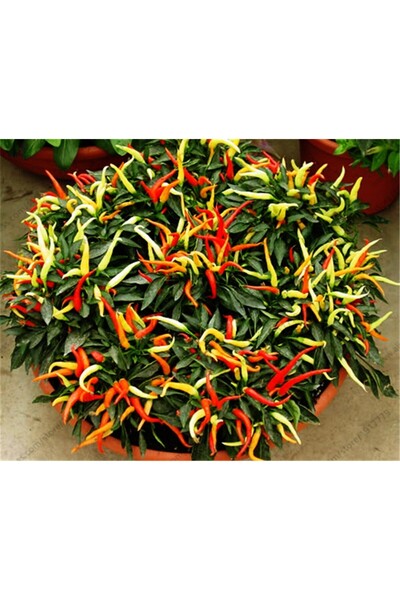 Sole Organik Bonzai Acı Şili (CHİLE) Biber Tohumu (10 ADET)