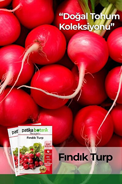 Patika Botanik 500 Adet Fındık Turp Tohumu