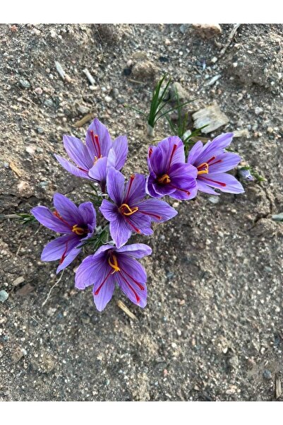 ERVA PEYSAJ Safran Soğanı 1 kg