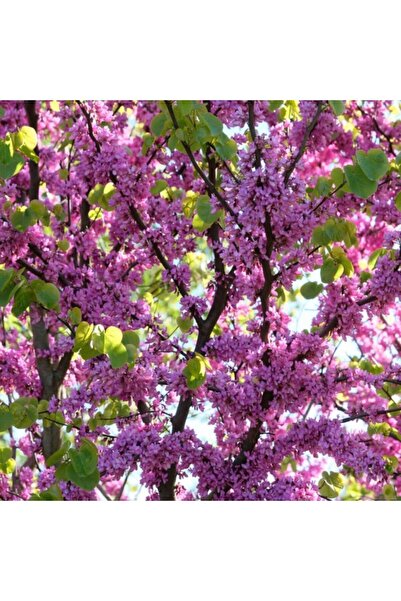 doğaşık 1 Adet Göz Alıcı Erguvan Fidanı - Ilkbaharda Çiçek Açan Güzellik 1 2 Yaşında Viyolde