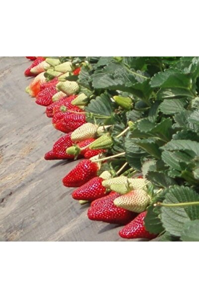 ŞİFAGIDA Çilek Fidesi Albion 7 Veren Açık Kök 12 Ay Dikim Yapılır 20 Adet