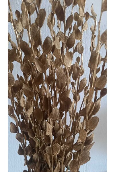 kutmen 15 Dal Altın Yaldız Sedef Çiçeği