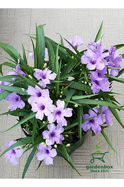 Gardenbox Ruellia Meksika Petunyası 1 ADET Saksılı 30-50Cm Dış Mekan Çit Bitkisi