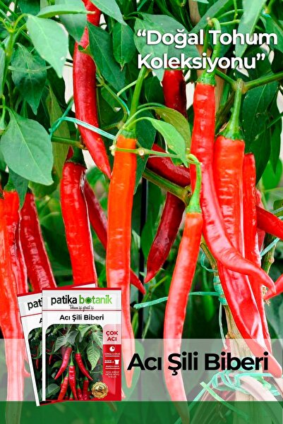 Patika Botanik 100 Adet Şili Biberi Tohumu
