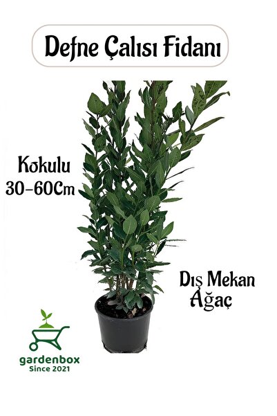 Bay Sapling with Leafy Fragrance 1 Laurus nobilis with Potted/Tube
