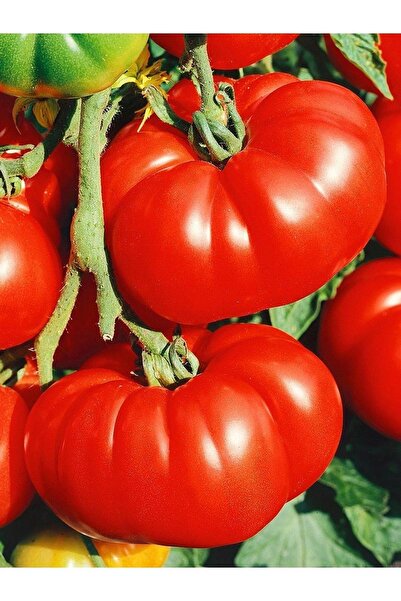 AGRODAL TARIM Ata Tohumu Yerli Doğal Antep Oturak Domatesi Tohumu 100 Ad. Seb...