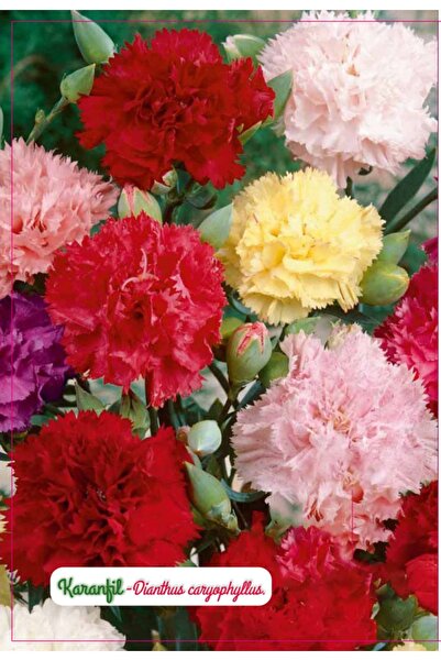 AGRODAL TARIM Karanfil Çiçeği Tohumu