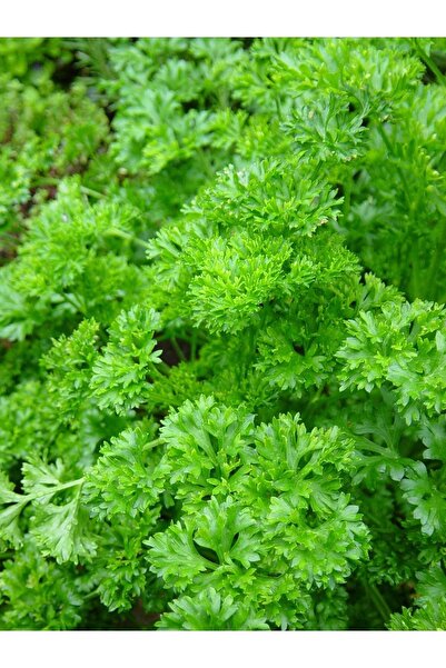 AGRODAL TARIM Doğal Frenk Maydanozu Kıvırcık Maydanoz 500 Ad Tohum