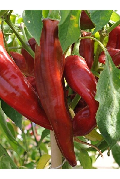 AGRODAL TARIM Ata Tohumu Yerli Doğal Acı Sivri Maraş Biberi Tohumu 100 Ad. Se...