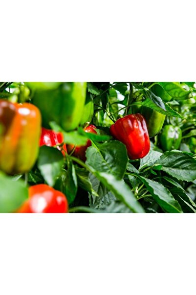 AGRODAL TARIM Ata Tohumu Yerli Doğal Hatay Acı Dolma Biberi 500 Adet Tohum