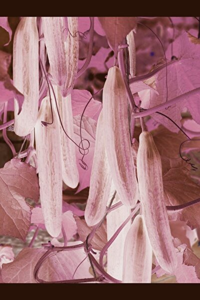 ALPAGRO MONDE Hobi Paket Hibrit Asma Taze Hıyar Salatalık Tohumu 3 Ad. Tohum