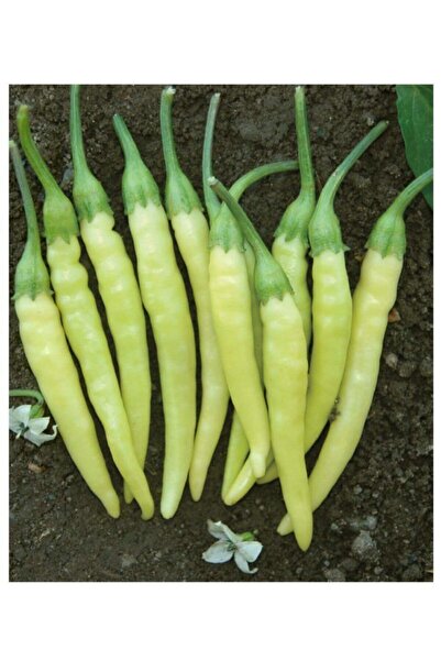 AGRODAL TARIM Ata Tohumu Yerli Doğal Turşuluk Acı Biber 500 Ad Tohum