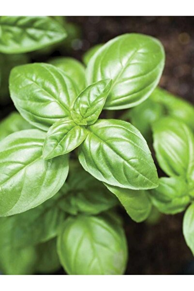 AGRODAL TARIM Ata Tohumu Yerli Doğal Fesleğen Yeşil Reyhan 1000 Ad. Sebze Tohumu