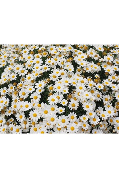 AGRODAL TARIM Süs Papatyası Çiçeği Tohumu