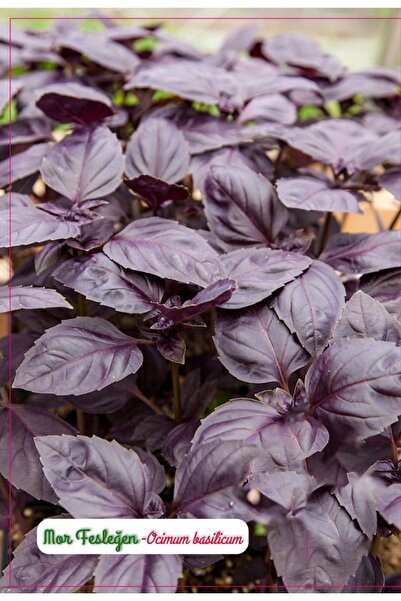 AGRODAL TARIM Yerli Doğal Mis Kokulu Mor Reyhan Çiçeği Tohumu