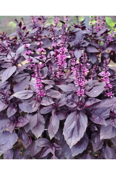 AGRODAL TARIM Ata Tohumu Yerli Doğal Kokulu Mor Reyhan Turan 1000 Adet Sebze Tohumu