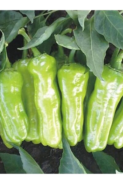 AGRODAL TARIM Ata Tohumu Yerli Doğal Tatlı Üçburun Mazamort Biberi Tohumu 100...