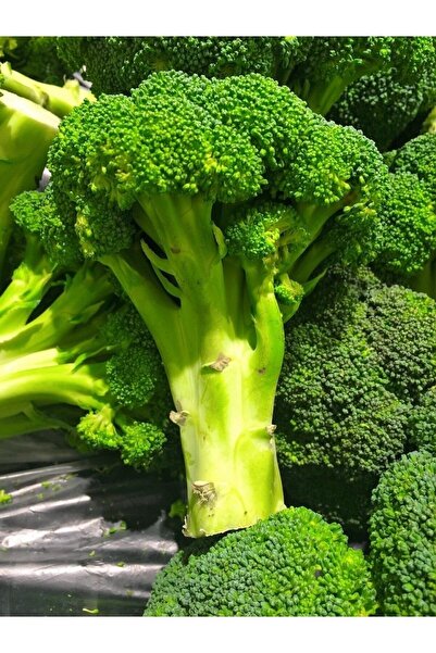 ALPAGRO MONDE Hobi Paket Yerli Doğal Yüksek Verimli Brokoli Tohumu 23 Ad. Tohum