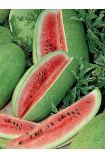 AGRODAL TARIM Yerli Doğal Charleston Gray Karpuzu Karpuz Tohumu 20 Ad Tohum
