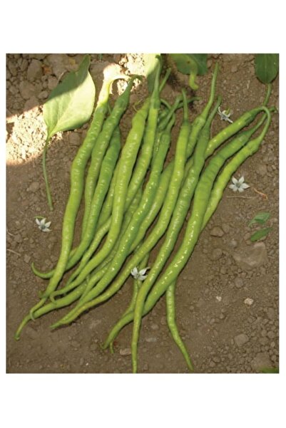 AGRODAL TARIM Ata Tohumu Yöresel Yerli Doğal Tatlı Kıl Sivri Biber 100 Adet T...