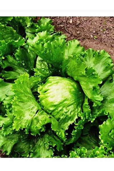 AGRODAL TARIM Ata Tohumu Yerli Doğal Göbek Marul Iceberg Great Lakes 1000 Adet Sebze Tohumu