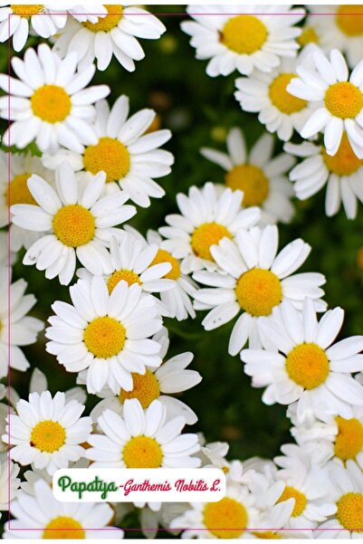 AGRODAL TARIM Papatya Çiçeği Tohumu