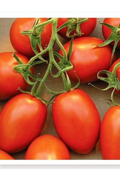 AGRODAL TARIM Ata Tohumu Yerli Doğal Oturak Salçalık Bursa Domatesi 1000 Adet...