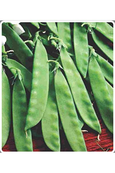 AGRODAL TARIM Ata Tohumu Yerli Doğal Taze Yaprak Bezelye 50 Adet Tohum