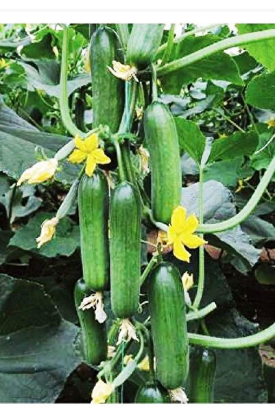 AGRODAL TARIM Hibrit Asma Taze Salatalık Hıyar Inci-f1 10 Adet Tohum