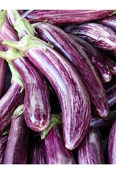 AGRODAL TARIM Ata Tohumu Yöresel Doğal Yerli Meşhur Çizgili Patlıcan 100 Adet...
