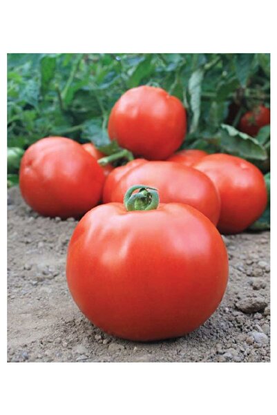 AGRODAL TARIM Ata Tohumu Yerli Oturak Sofralık Iri Domates 100 Adet Doğal Tohum