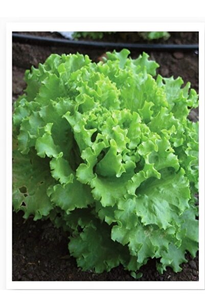 ALPAGRO MONDE Hobi Paket Yerli Doğal Kıvırcık Marul Arapsaçı 165 Adet Tohum