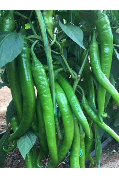 AGRODAL TARIM Ata Tohumu Yerli Doğal Sivri Acı Sera Demre Biberi 100 Ad. Sebz...